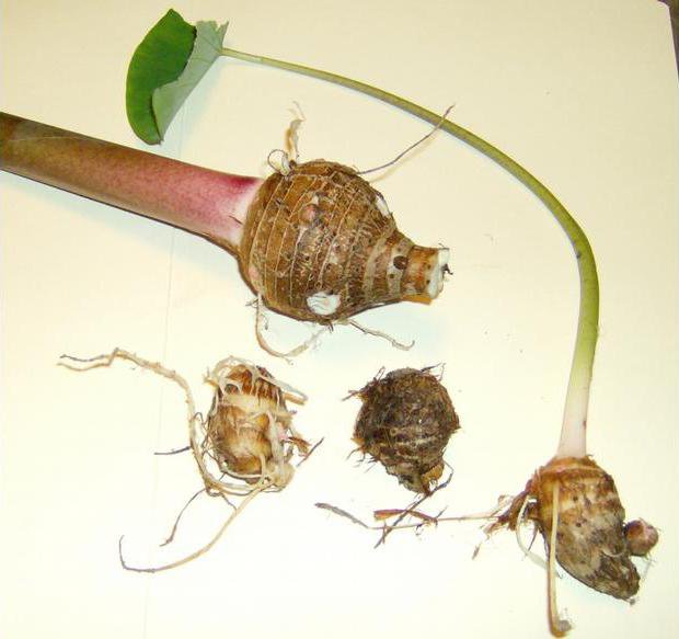 fertilizer for green plants Green Dews Natural Organic Fertilizer for All Leafy green Vegetables p