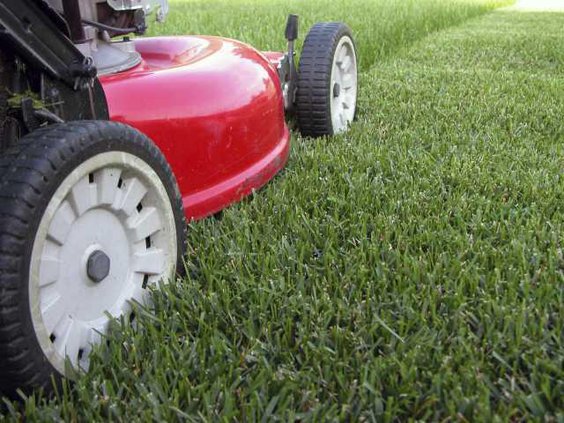 Mow the lawn