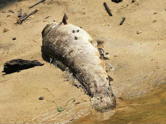 Ogeechee fish file Web