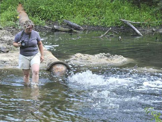 W Ogeechee discharge Web
