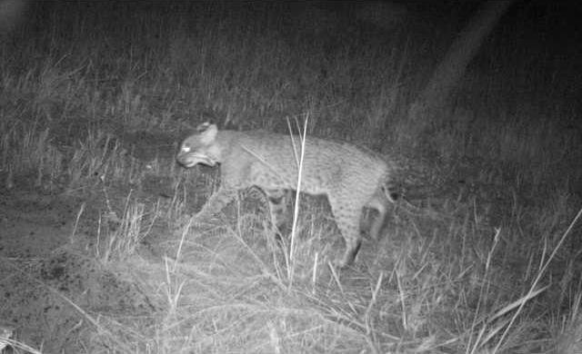 BOBCAT-2 crop