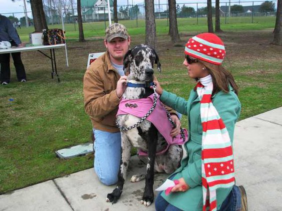 Allie the Great Dane
