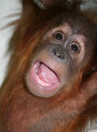 GA Orangutan Orphan 6402586