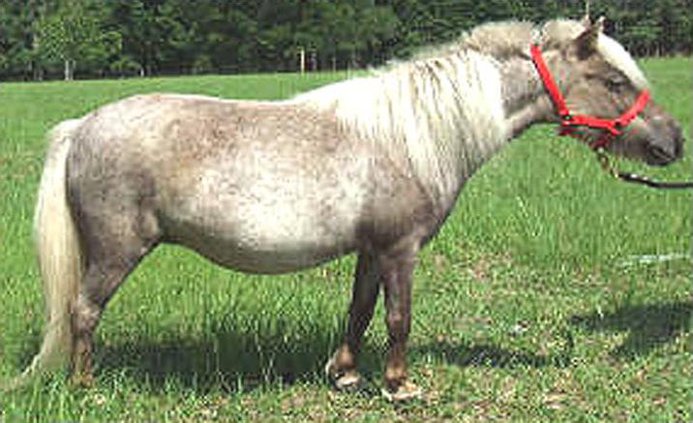 Miniature horse for Web
