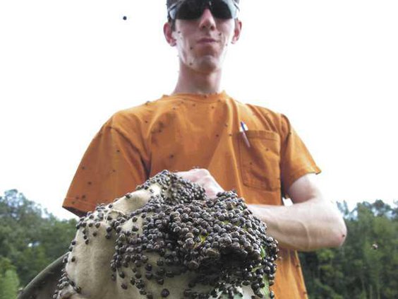 W Kudzu Bugs Heal