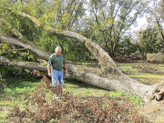 W Pecan damage from Matthew