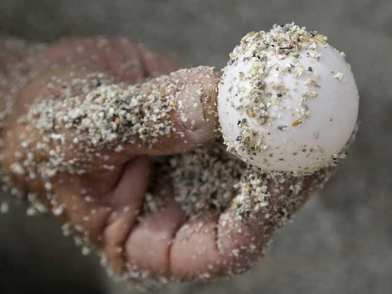 W Sea Turtles Stolen Eg Ledb