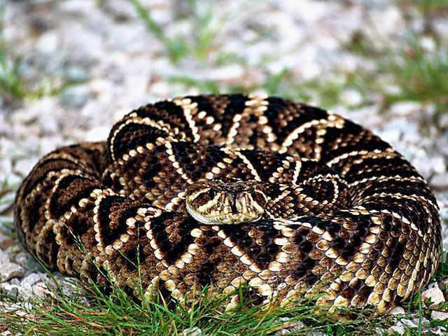 Join the Excitement at Claxton Rattlesnake Festival!