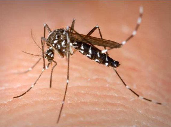 Aedes Albopictus