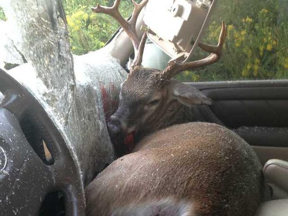 Deer 1