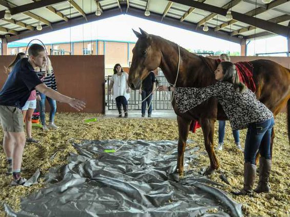 W 033017 SEB THERAPY HORSE 01