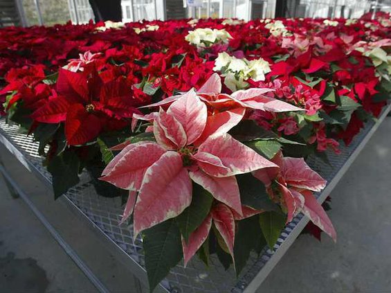 W science poinsettas