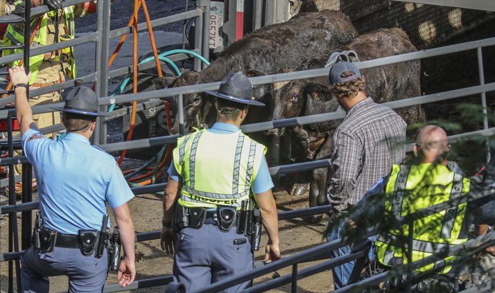 cow truck overturns