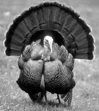 Ech 11-21-18 Turkey.jpg