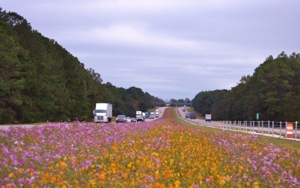 I16 wildflowers.jpg
