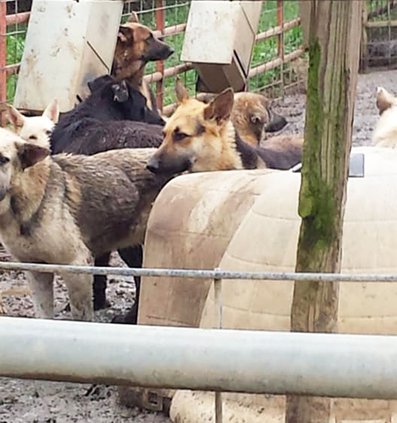 German shepherds 2