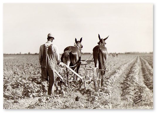 Farmer Plowing 1.jpg