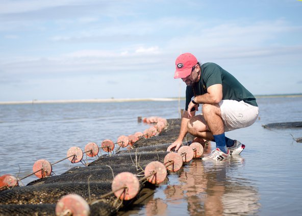 Oysters-Algae 3.jpg