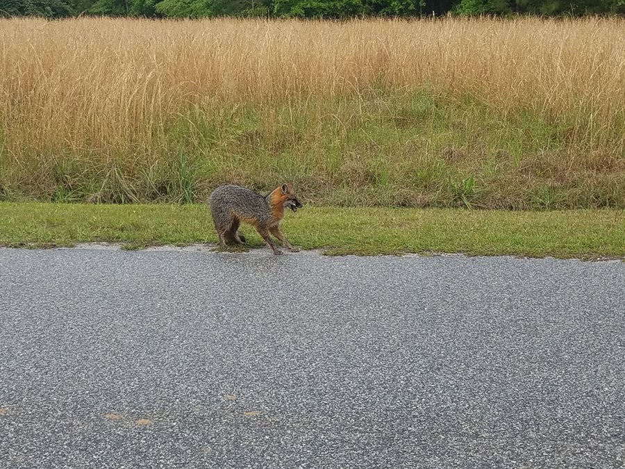 Fox Chases Woman Suspected To Be Rabid Statesboro Herald