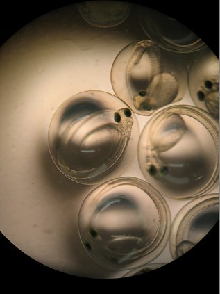 StripedBass_EggsJustBeforeHatch_RichmondHillHatchery_GADNR.jpg