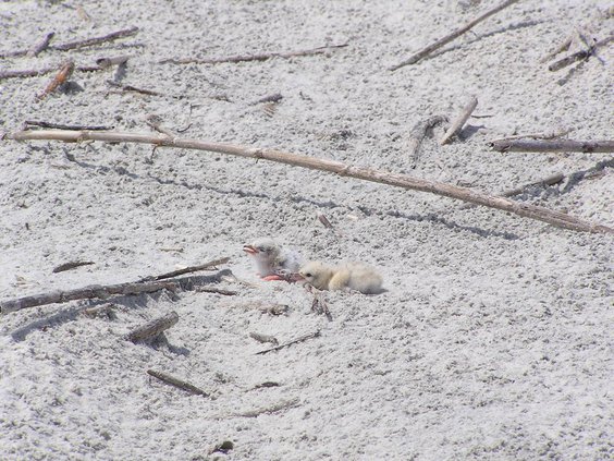 Least terns