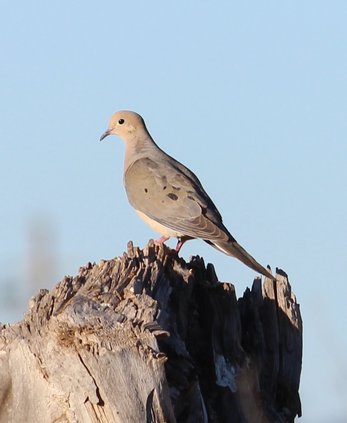 dove hunting