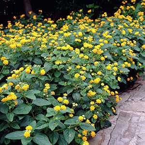 lantana