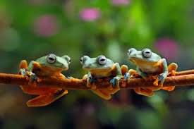 frogs