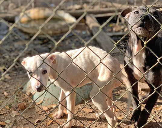pups in pen