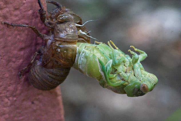 Cicadas