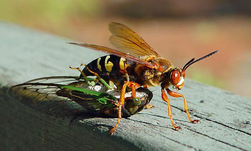 cicada and wasps