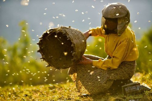 Honeyland.