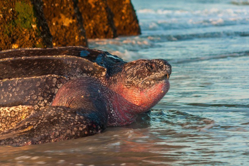 Photographer and Sea Turtle volunteer Chelsea Spaulding captured this photo of the leatherback on May 21.