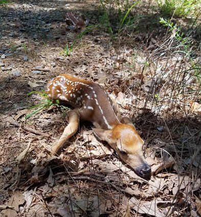 white tailed deer
