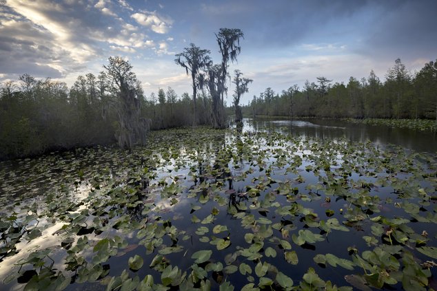 The sun sets over water lilies and cypress trees along the remote Red Trail wilderness water trail of Okefenokee National Wildlife Refuge, Wednesday, April 6, 2022, in Fargo, Ga. The refuge is one of the world's largest intact freshwater ecosystems and av