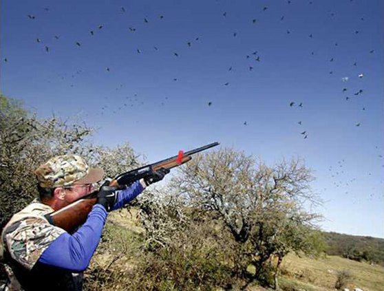 A hunter takes aim at a flock of doves. Dove hunting season in Georgia opens Saturday at noon.