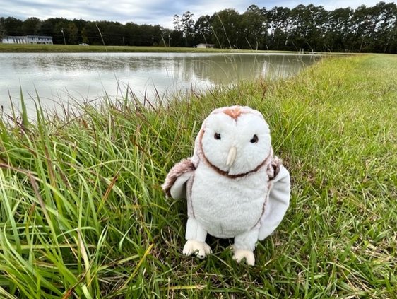OWL ON THE PROWL feb 2023