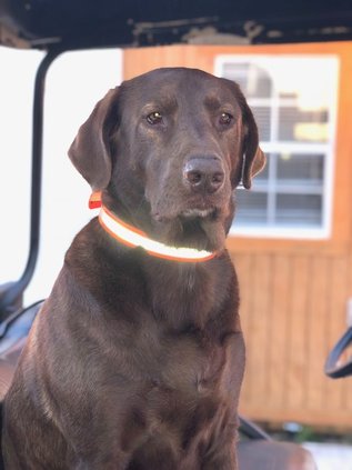 Lucy the Labrador.