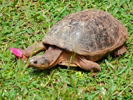 African Helmeted turtle