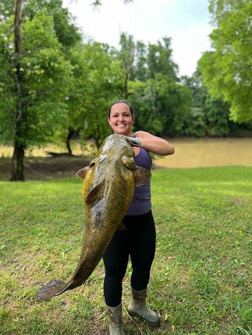 large catfish
