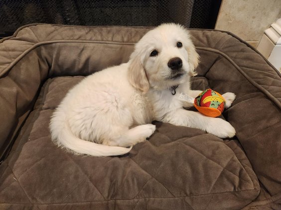 Suzi, the Francis family’s English cream golden retriever.