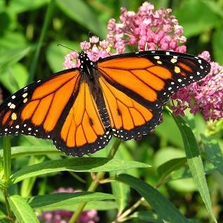 Monarch butterfly