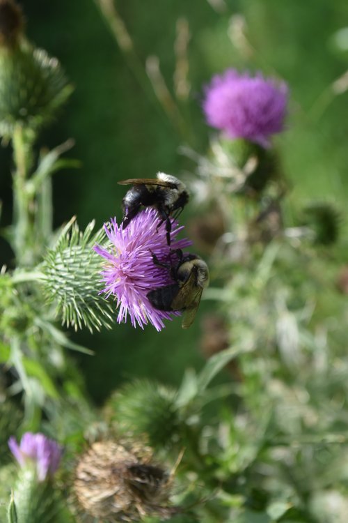 Bees on a thistle