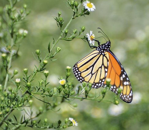 Monarch