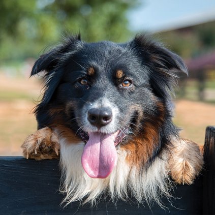 Georgia Farm Bureau mascot Lucky