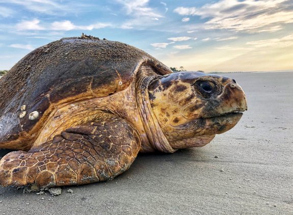 loggerhead turtle