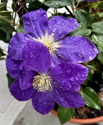 Blooms