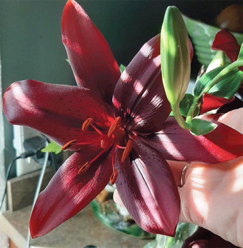 Blooms