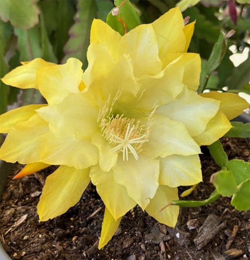 Blooms