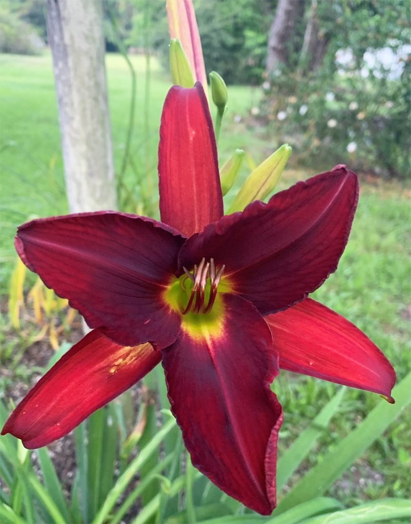 Blooms
